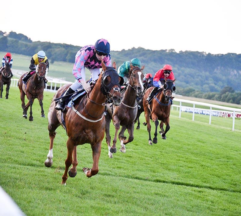 6 horses with jockeys racing on turf.