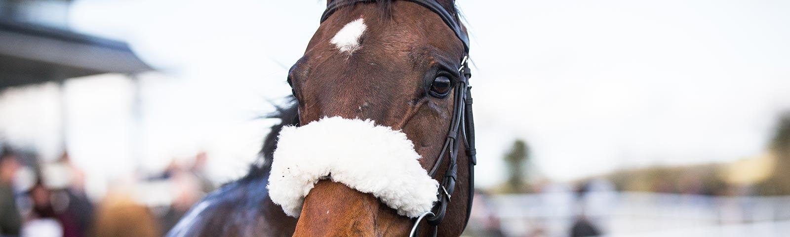 A face front view of a racehorse.